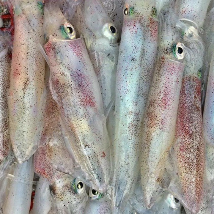 Mực trứng tươi ngon giàu dinh dưỡng ăn là khó cưỡng