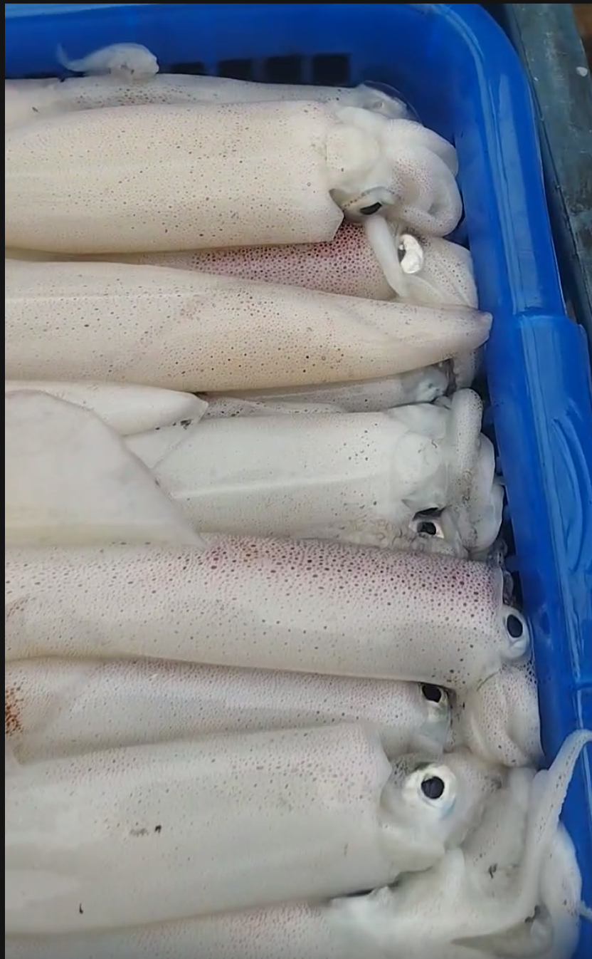 Mực Ống Tươi – Hải Sản Tươi Ngon Cho Mọi Bữa Ăn