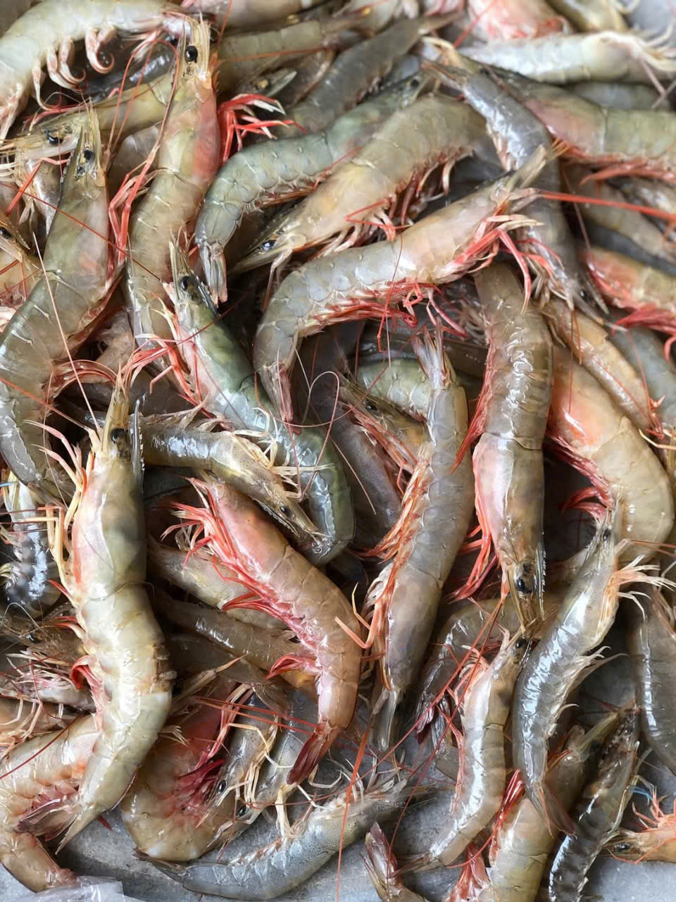 Tôm Bột Biển Tươi Ngon – Giao Nhanh, Giá Tốt 