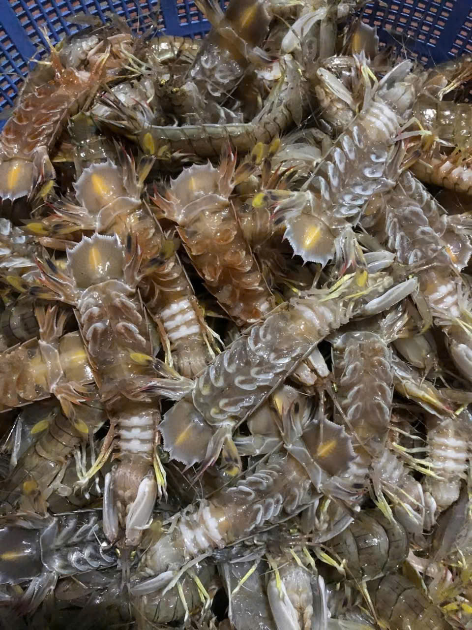 Bề Bề Đen Tươi Sống – Thịt Ngọt, Giao Nhanh Tận Nơi