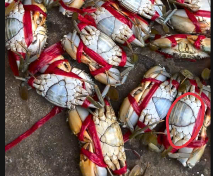 Cua Biển Gạch Tươi Sống – Gạch Nhiều, Giao Tận Nơi 