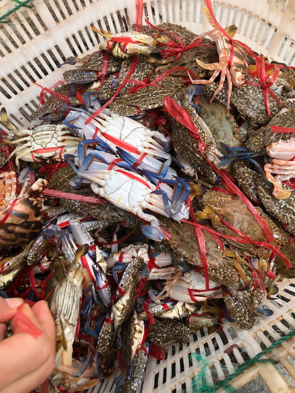 Ghẹ Tươi Sống – Thịt Ngọt, Gạch Nhiều