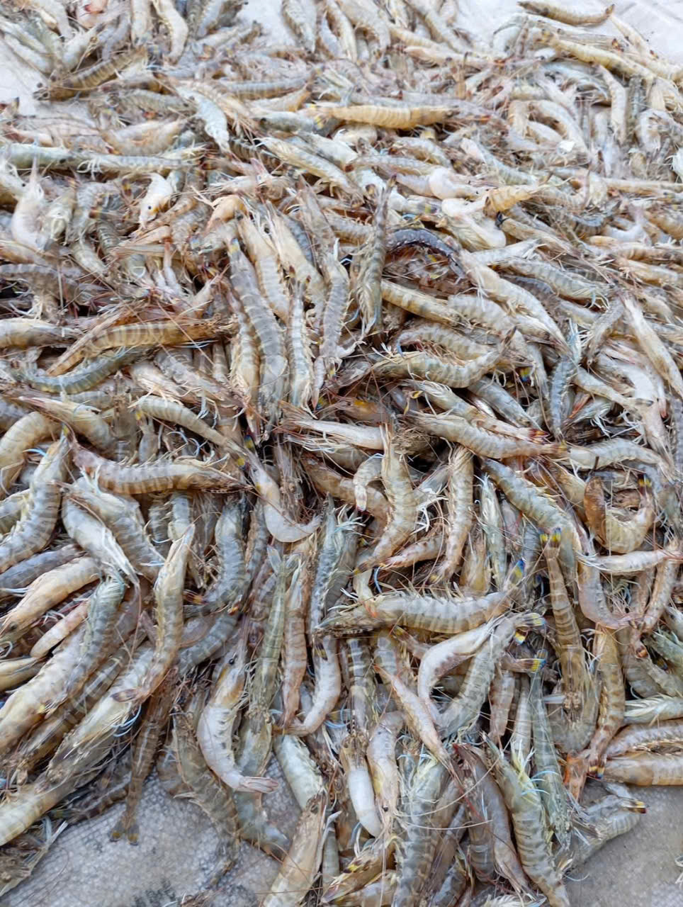 Tôm Vằn Biển Tươi Sống – Thịt Ngọt, Giao Tận Nhà