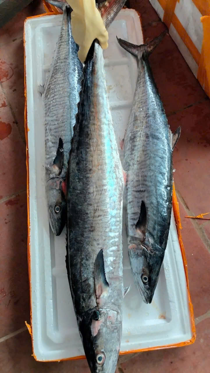 Cá Thu Nguyên Con Tươi Ngon – Thịt Chắc, Không Tanh