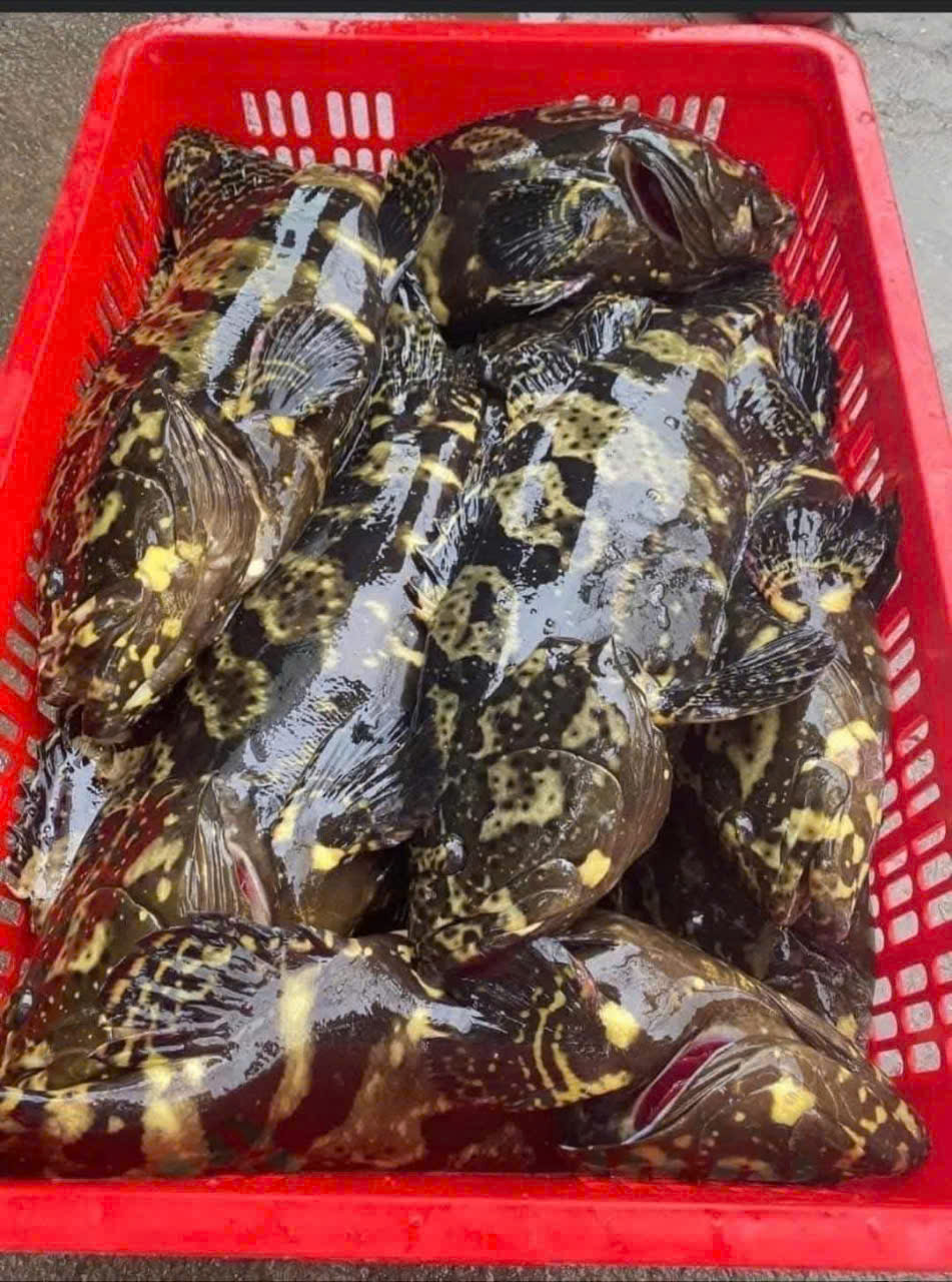 Cá Mú Sống Tự Nhiên – Giàu Omega-3, Tốt Cho Sức Khỏe