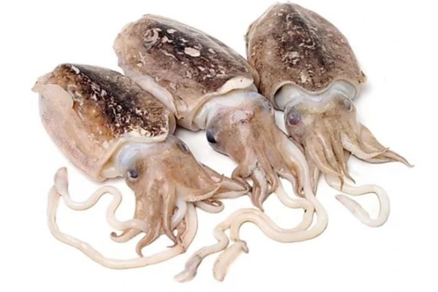 Mực Nang Tươi Loại 1 – Thịt Dày, Ngọt, Giòn 