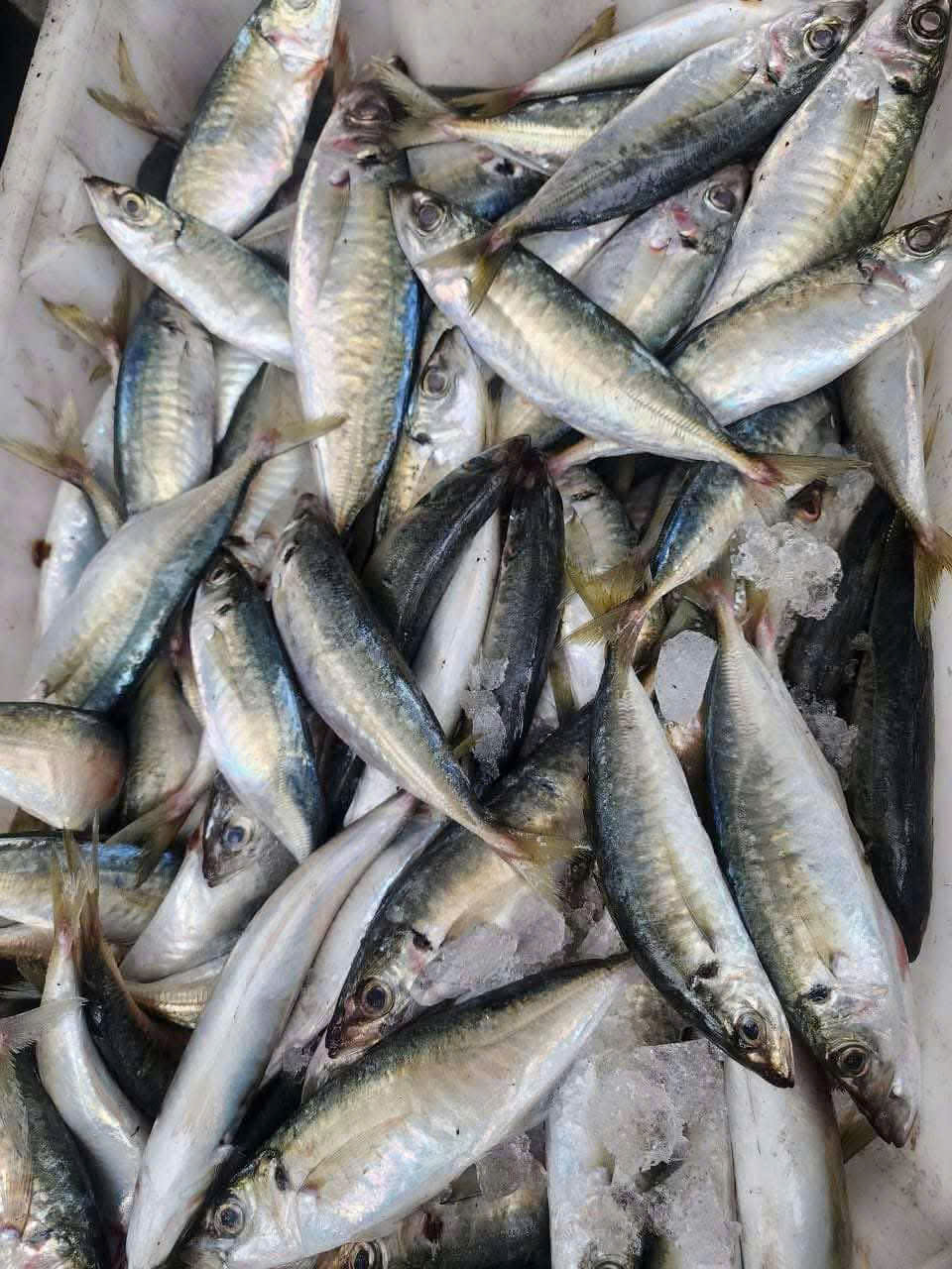 Cá Nục Tươi Ngon đặc sản Hải Tiến